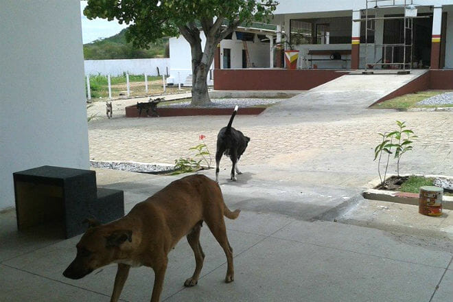 hospital veterinário pernambuco