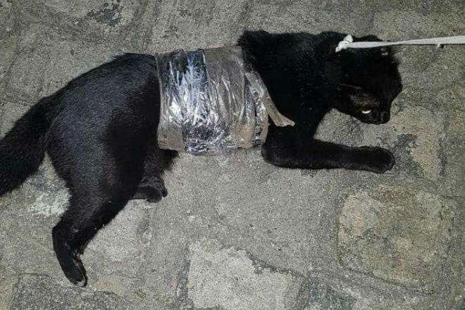 Foto: Reprodução