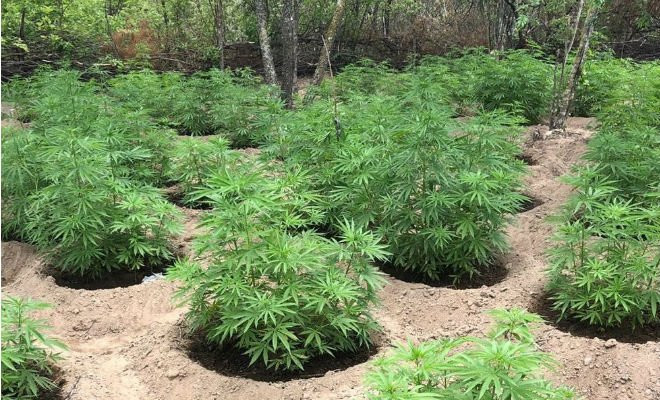 Maconha foi destruída na zona rural de Custódia — Foto: Bepi/Divulgação