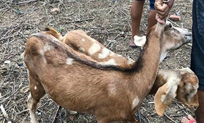 Homem é preso suspeito de abusar sexualmente de cabras — Foto: WhatsApp/Divulgação 