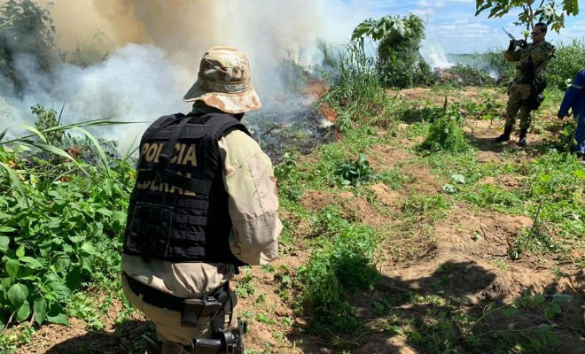 Operação Facheiro II erradica pés de maconha em regiões do Sertão de PE — Foto: Divulgação/ PF 