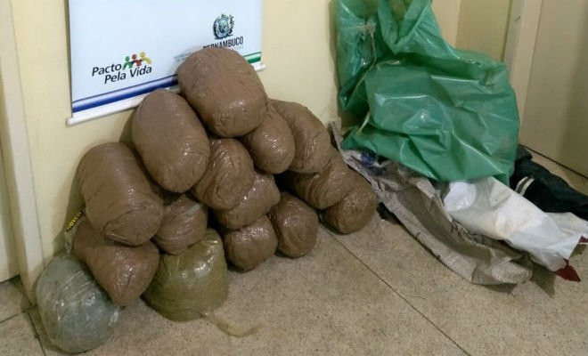 Maconha apreendida em Pesqueira — Foto: Polícia Civil/Divulgação 