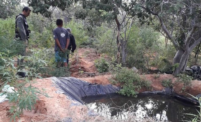 Plantio de maconha é erradicado em Parnamirim, PE — Foto: Divulgação/ 8º BPM 