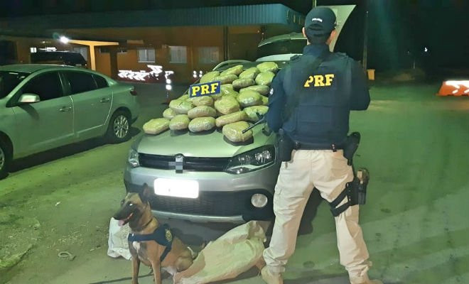 Cão farejador ajudou a PRF a encontrar 30,7 kg de maconha dentro de um carro, em Serra Talhada — Foto: PRF/Divulgação 