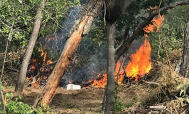 Plantação de maconha sendo queimada — Foto: Polícia Militar/Divulgação 