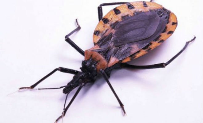 A doença de chagas é causada pelo protozoário Tripanossoma cruzi, cujo vetor é o 'barbeiro' - Foto: Reprodução/ Internet