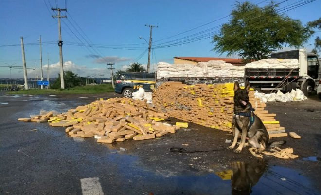 Caminhoneiro é detido na BA com grande quantidade de maconha escondida em carga de farinha — Foto: Divulgação/PRF 
