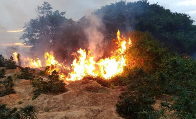 Erradicação de maconha na Ilha de Assunção em Cabrobó — Foto: Divulgação/ 2ª CIPM 