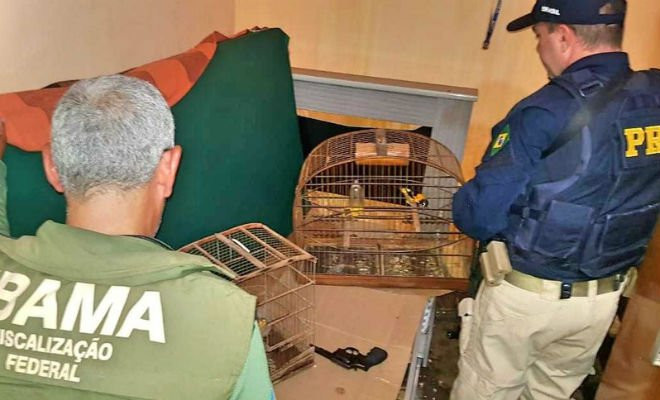 Pássaros apreendidos em Floresta — Foto: Polícia Rodoviária Federal/ Divulgação 