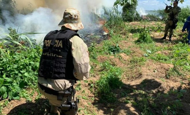 Polícia Federal erradica 348 mil pés de maconha no Sertão de Pernambuco — Foto: Divulgação/ Polícia Civil