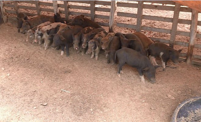 Porcos em propriedade de Petrolina — Foto: Reprodução/ TV Grande Rio 