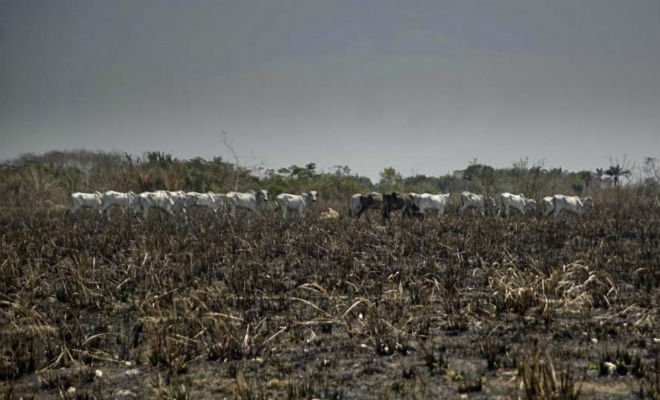 Área desmatada em São Félix do Xingu,no Pará, ao fundo é possível observar gado na área queimada. — Foto: Kleberson Santos/Agência Pará 