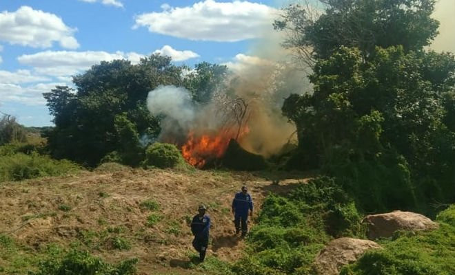 Polícia realiza incineração de mais de 8.500 pés de maconha em Orocó — Foto: Divulgação/ 2ª CIPM 