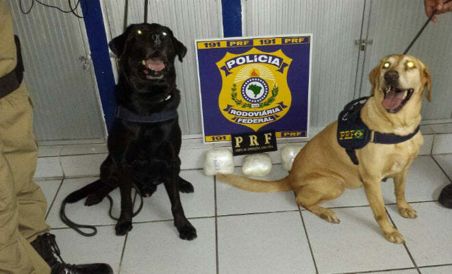 apreensão de cocaína