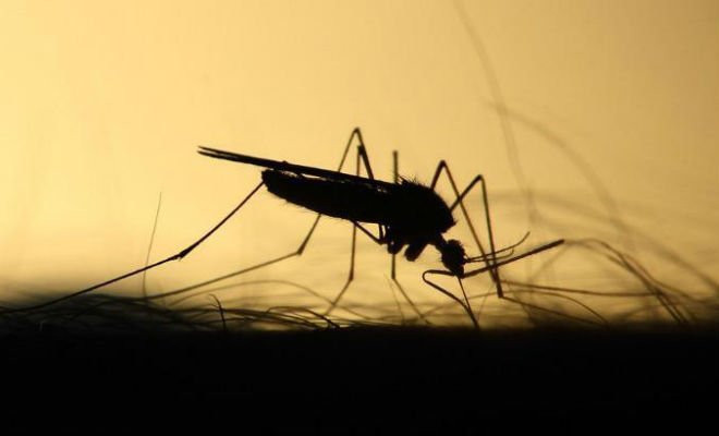 Do total de casos suspeitos de arboviroses, 18.951 foram confirmados – a maior parte (95%) por dengue | Foto: Pixabay