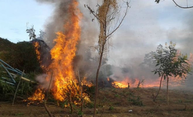 Toda a maconha encontrada foi incinerada no local. — Foto: Polícia Militar 