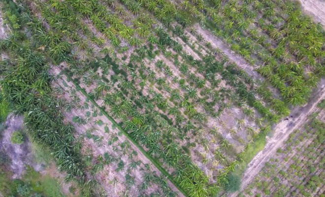 Operação da Polícia Federal erradica 67 mil pés de maconha no Sertão Pernambucano — Foto: Polícia Federal 