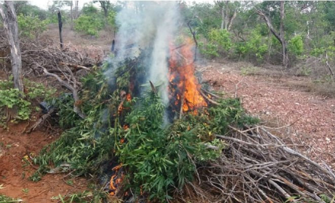 Maconha destruída em Cabrobó — Foto: Polícia Federal 