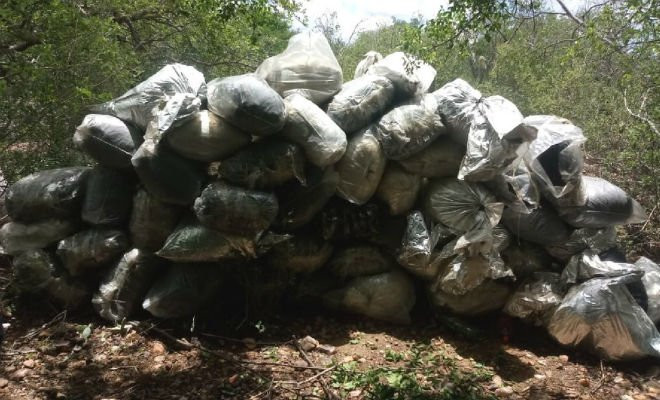 Maconha apreendida na zona rural de Floresta — Foto: Polícia Federal/Divulgação