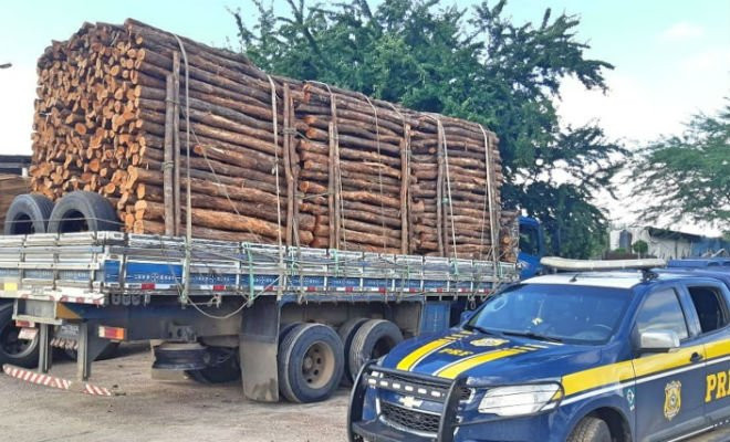 Operação ambiental da PRF apreende madeira irregular, armas e veículo roubado no Sertão de Pernambuco — Foto: Divulgação PRF 