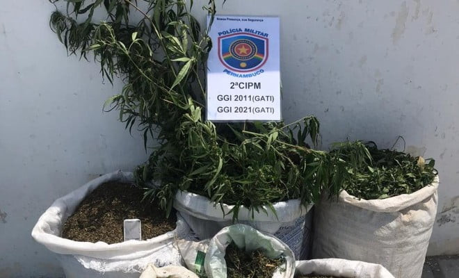 Maconha apreendida em Cabrobó — Foto: Polícia Militar / Divulgação 