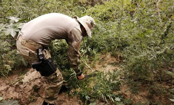 Operação erradica 830 pés de maconha em Cabrobó — Foto: Divulgação/ 2º CIPM 