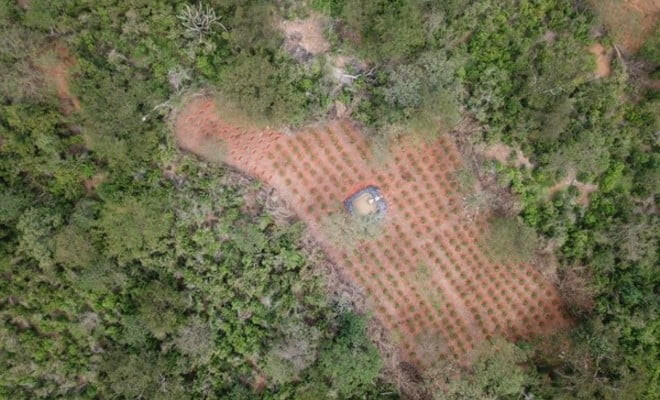 PF erradica 36 mil pés de maconha em Salgueiro — Foto: Polícia Federal 