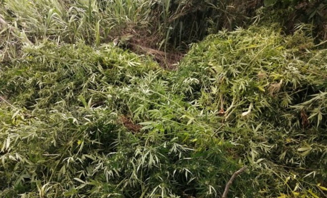 Pés de maconha destruídos durante operação policial — Foto: Polícia Federal/Divulgação 