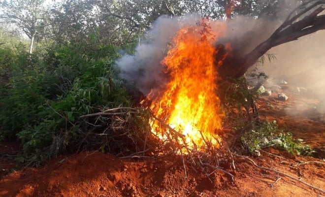 Maconha destruída em Cabrobó — Foto: Polícia Federal 