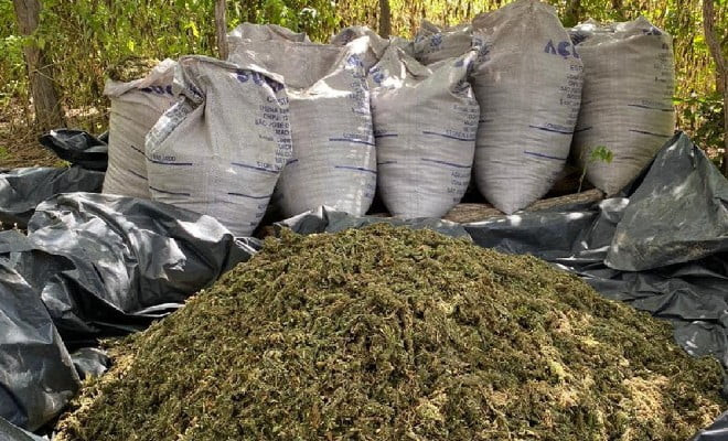 Maconha erradicada na Zona rural de Dormentes na operação Muçambê II — Foto: Divulgação/ PF 