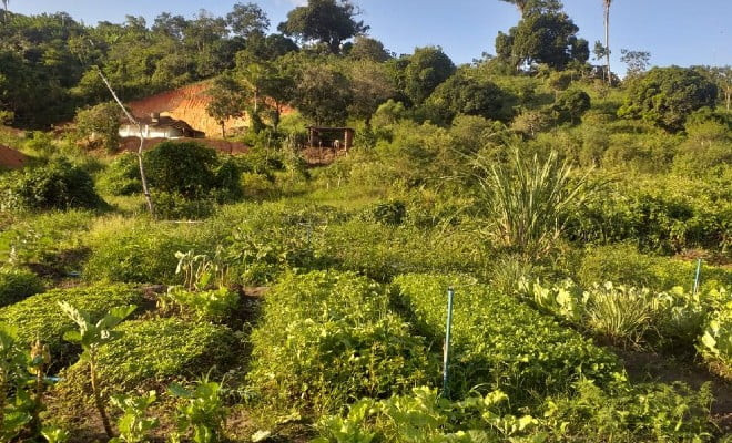 Plantação de alimentos produzidos por agricultores familiares em Bom Jardim, no Agreste de Pernambuco — Foto: Reprodução/WhatsApp 