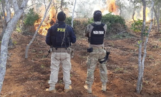 Ação conjunta de polícias resultou na queima da produção de maconha (Foto: Divulgação /PF) 