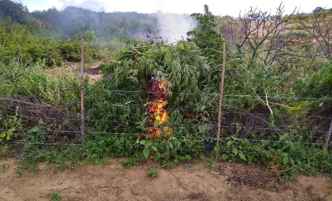 Maconha incinerada na Operação Muçambê III — Foto: Divulgação/ 7º BPM 