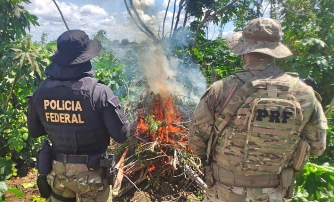 Plantações poderiam produzir 180 toneladas da droga; ações ocorreram em nove municípios. (Foto: Reprodução/PRF.) 