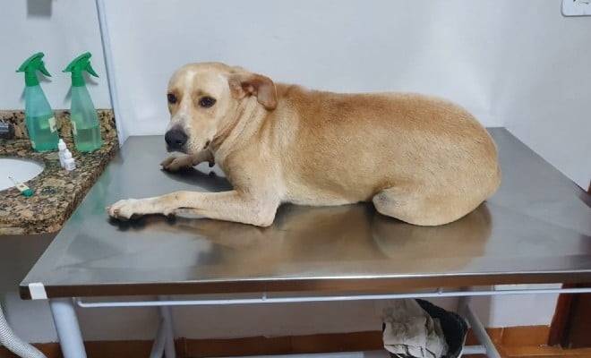 Cadela estuprada em Caldas Novas — Foto: Polícia Civil/Divulgação 