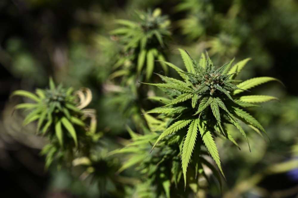 View of a Cannabis plant at the house of Valeria Rivera -a member of the self-managing NGO Mama cultiva (Mom grows)- in Buenos Aires on November 19, 2020. - Argentina legalised the self-cultivation of cannabis for medicinal use and the sales of therapeu