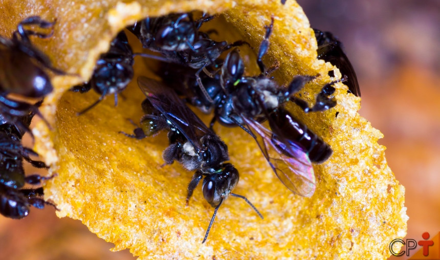 the group of black bee