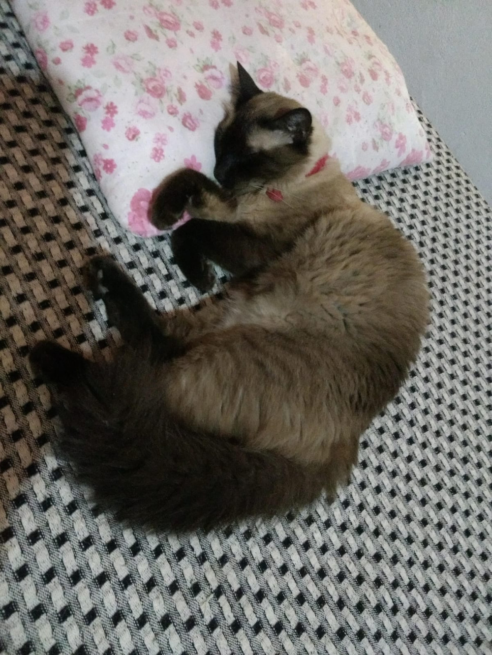 Foto: Reprodução