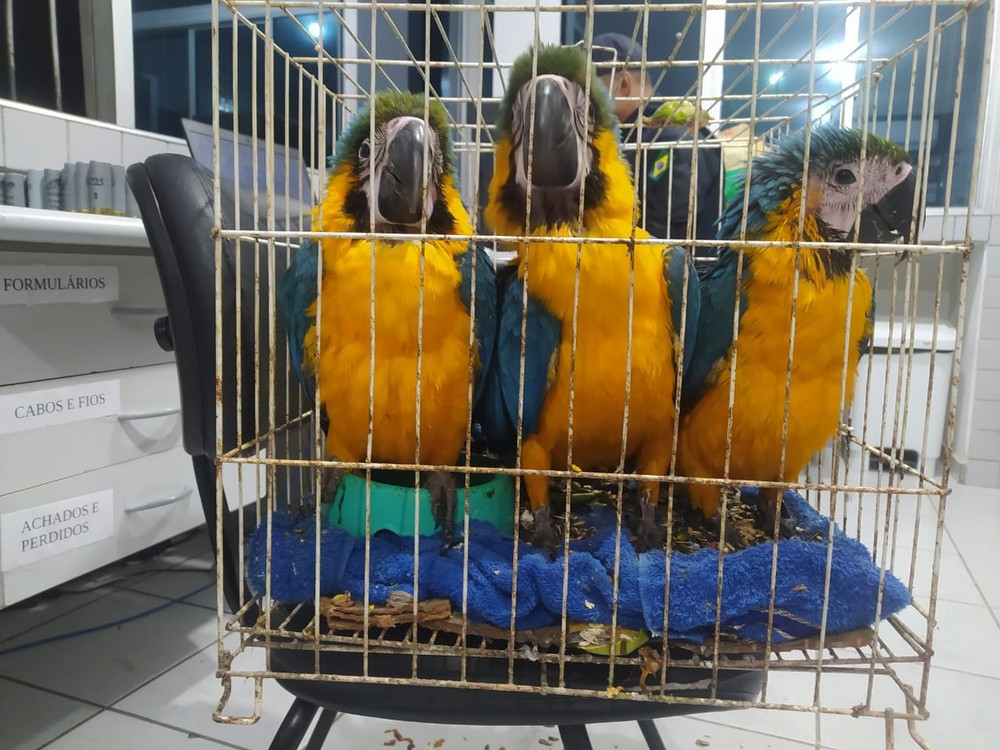 Foto: Reprodução