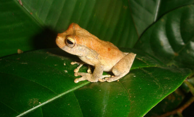 Gastrotheca pulchra especie ameacada de extincao pernambuco blog do elvis