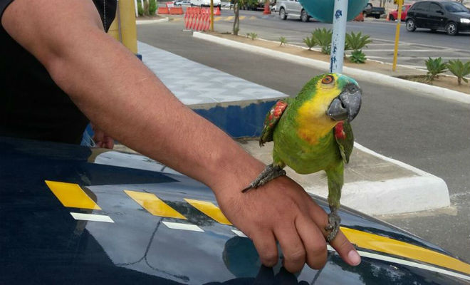 Foto: Reprodução