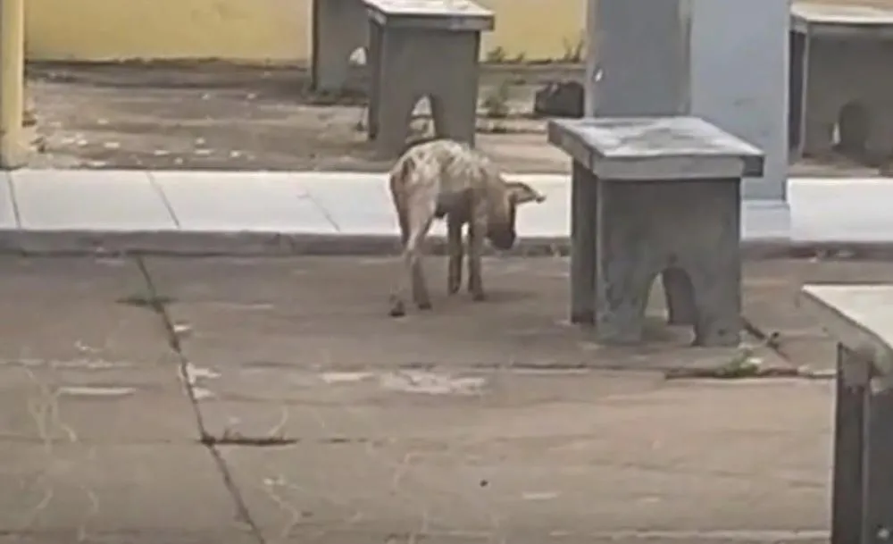 Prefeitura de Floresta esclarece presença de porco em área externa do Hospital Municipal