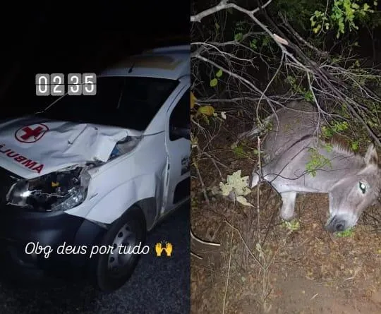Ambulância colide com jumento na PE-390 entre Floresta e Serra Talhada