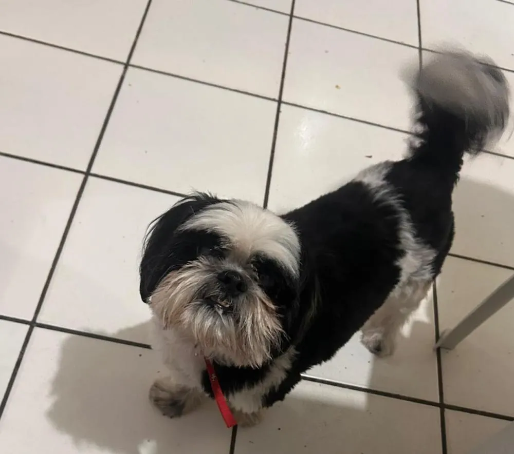Procura-se cachorro desaparecido em Floresta, PE