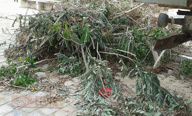 lixo acumulado na rua 15 de novembro em floresta-pe (1)